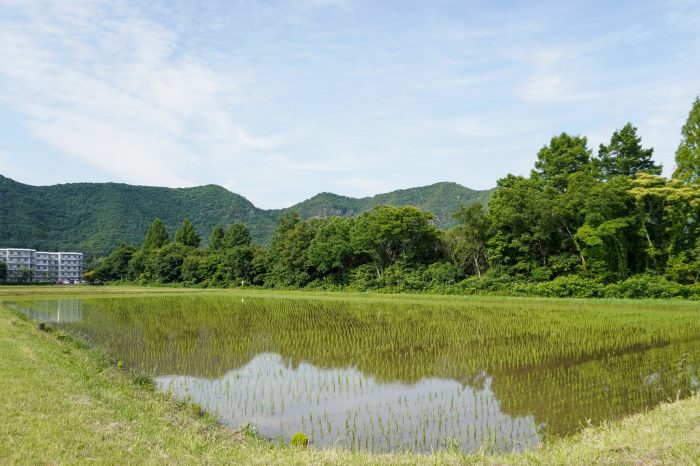 すでに田植えが完了した隣の水田
