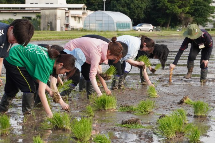 横一列で植える様子（右奥が植え綱役）
